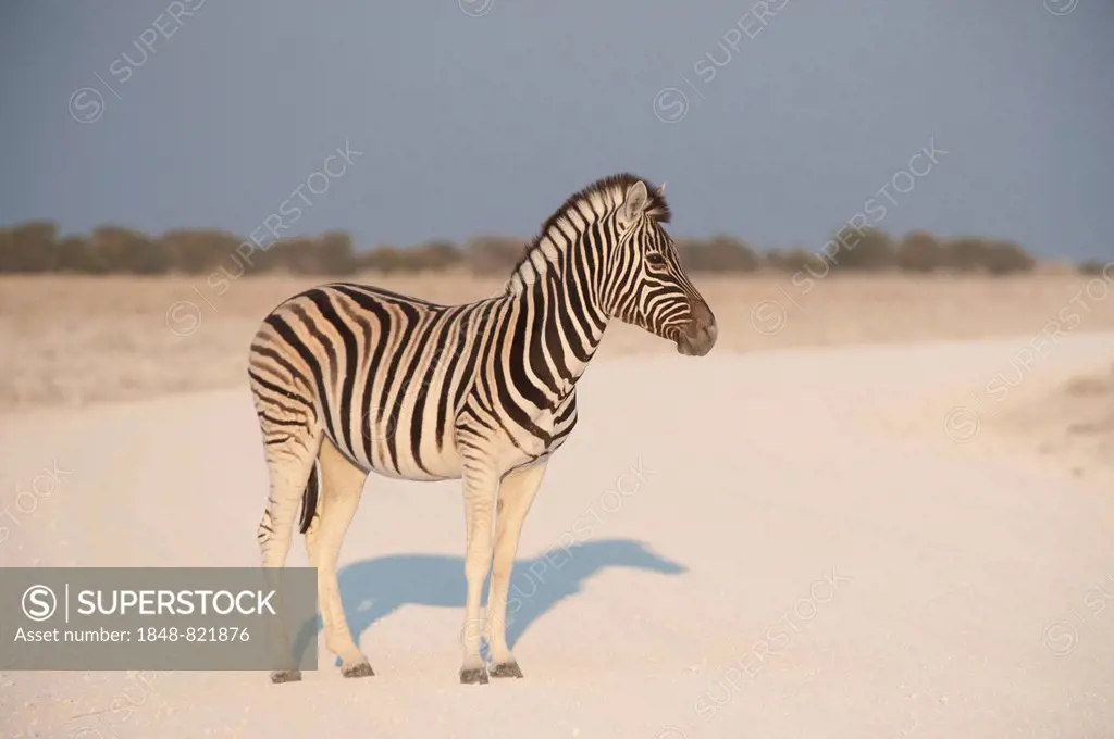 Burchell's Zebra (Equus quagga burchellii) standing on a dusty road, Etosha National Park, Namibia