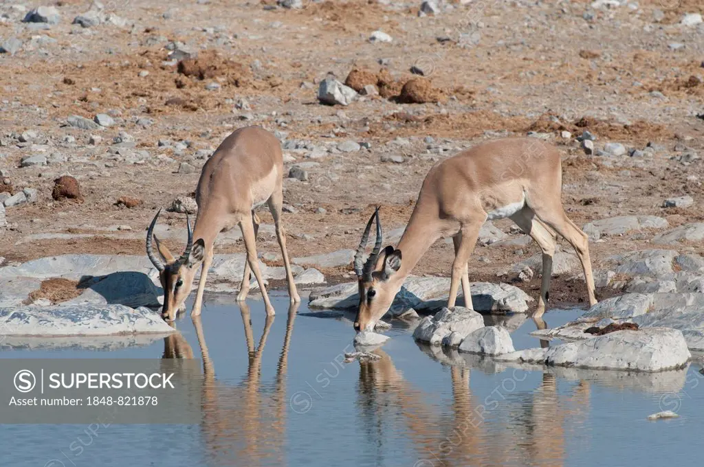 Two young male Impalas (Aepyceros melampus) drinking at Halali waterhole, Etosha National Park, Namibia