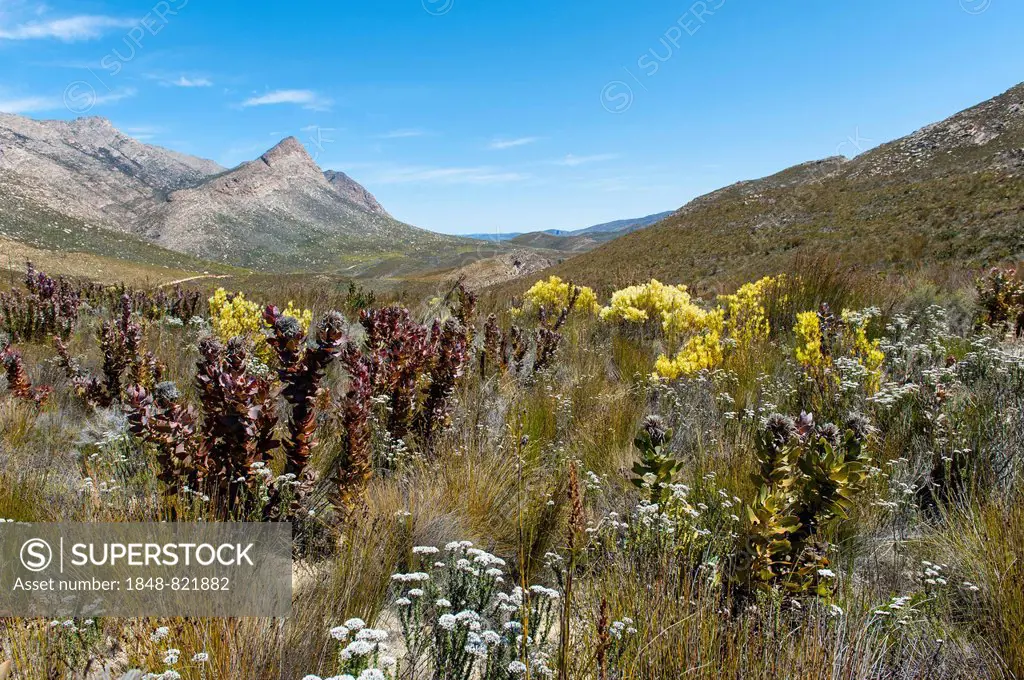 Vegetation in the Swartberg mountain range, UNESCO World Heritage Site, Western Cape, South Africa