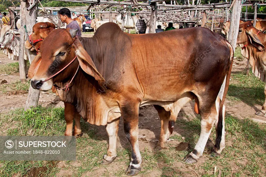Brahman Cattle or Zebu Cattle (Bos primigenius indicus), breeding bull, animal market, San Patong, Chiang Mai Province, Thailand