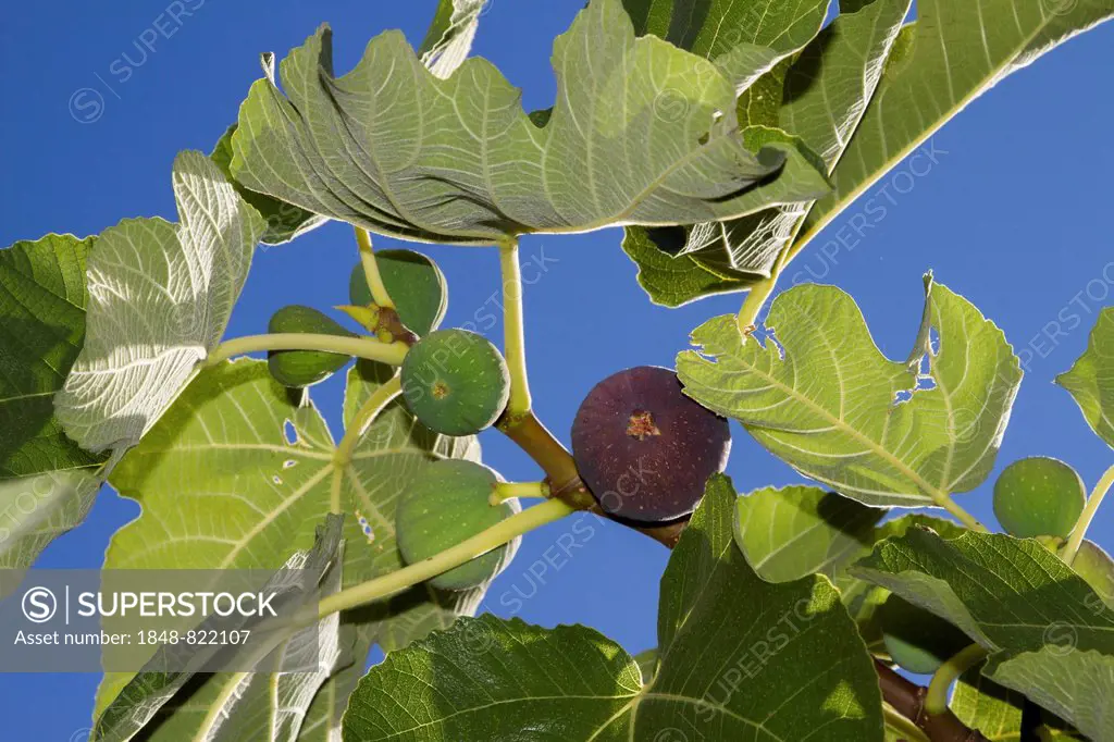 Common figs (Ficus carica) on the branch