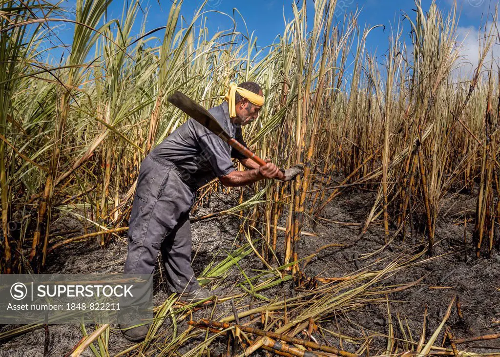 Worker harvesting sugar cane by hand, Sigatoka, Viti Levu, Fiji