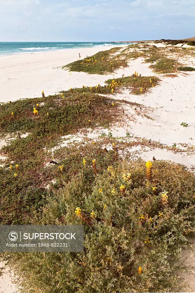 Yellow flowering Desert Broomrape plants (Cistanche deserticola) on Varandinha Beach, Praia de Chave, island of Boa Vista, Cape Verde, Republic of Cab...