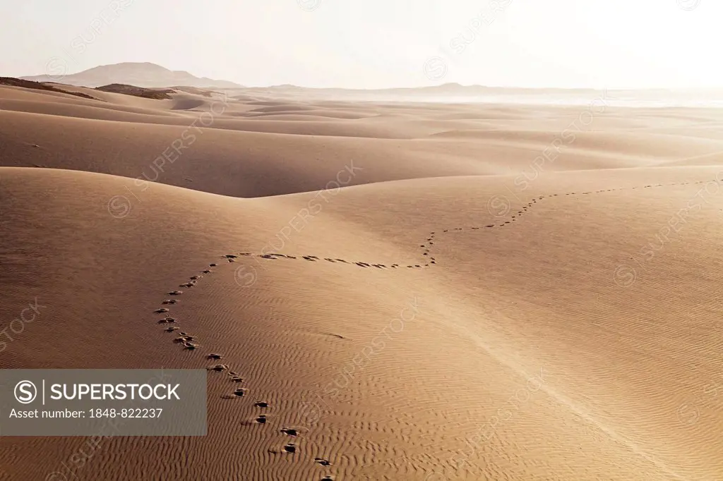 Tracks of a single hiker in the sand of the dunes on Praia de Chaves Beach, west coast of the island of Boa Vista, Cape Verde, Republic of Cabo Verde