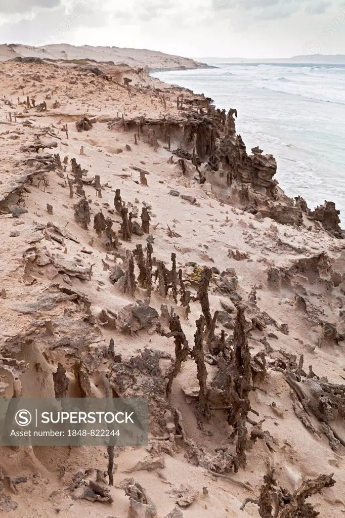 Fulgurites on the sandy cliffs of Praia de Boa Esperanca Beach, sand tubes fused by lightning, the formations stand out from the sand, North Coast, is...