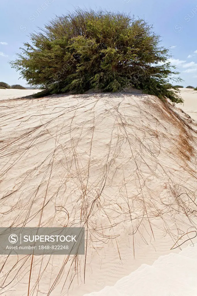 The long and wide-branched root system of a bush in the desert, in the sand dunes Deserto Viana, island of Boa Vista, Cape Verde, Republic of Cabo Ver...
