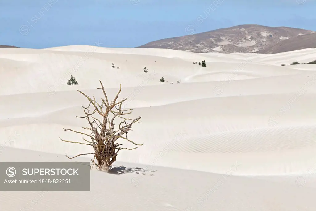 Dead tree in the sand dunes of the desert Deserto Viana, island of Boa Vista, Cape Verde, Republic of Cabo Verde