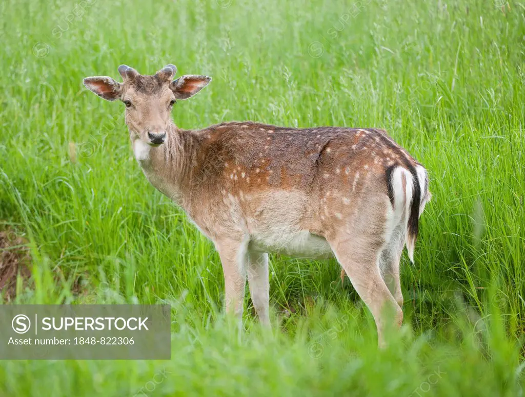 Fallow deer (Dama dama) with velvet antlers standing on a meadow, captive, Bavaria, Germany
