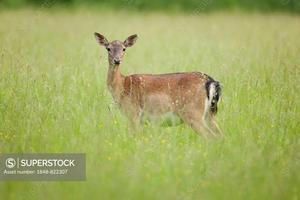 Fallow deer (Dama dama), doe standing on a meadow, captive, Bavaria, Germany