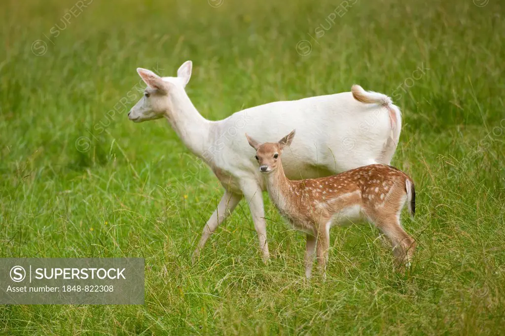 Fallow deer (Dama dama), light-colored doe with normal calf, captive, Bavaria, Germany