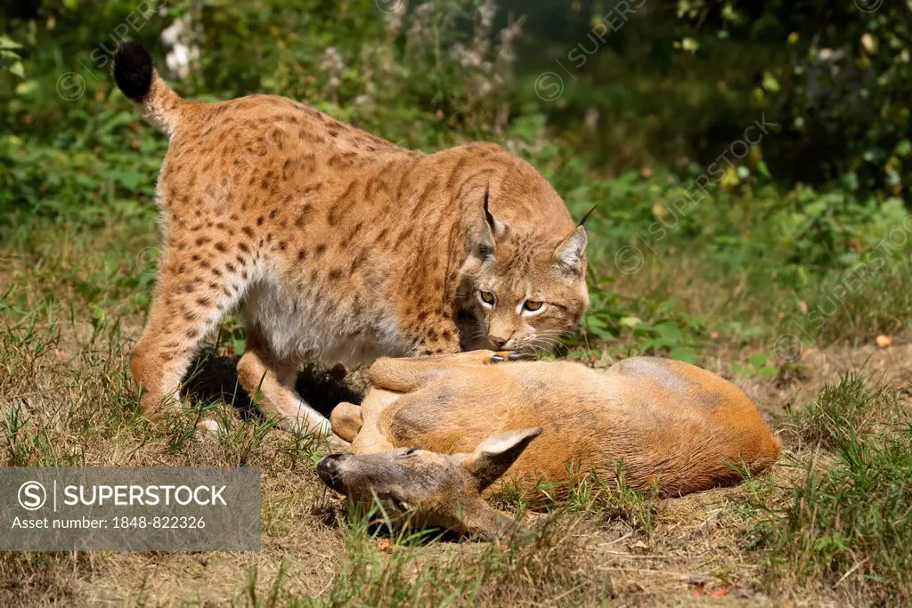 Lynx (Lynx lynx), male, with prey roe deer (Capreolus capreolus), captive, Thuringia, Germany