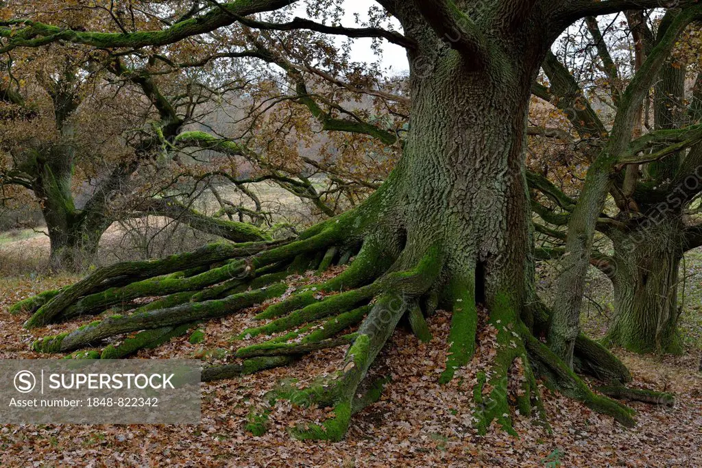 Ancient Oak (Quercus robur), Borkener Paradise, Emsland, Lower Saxony, Germany