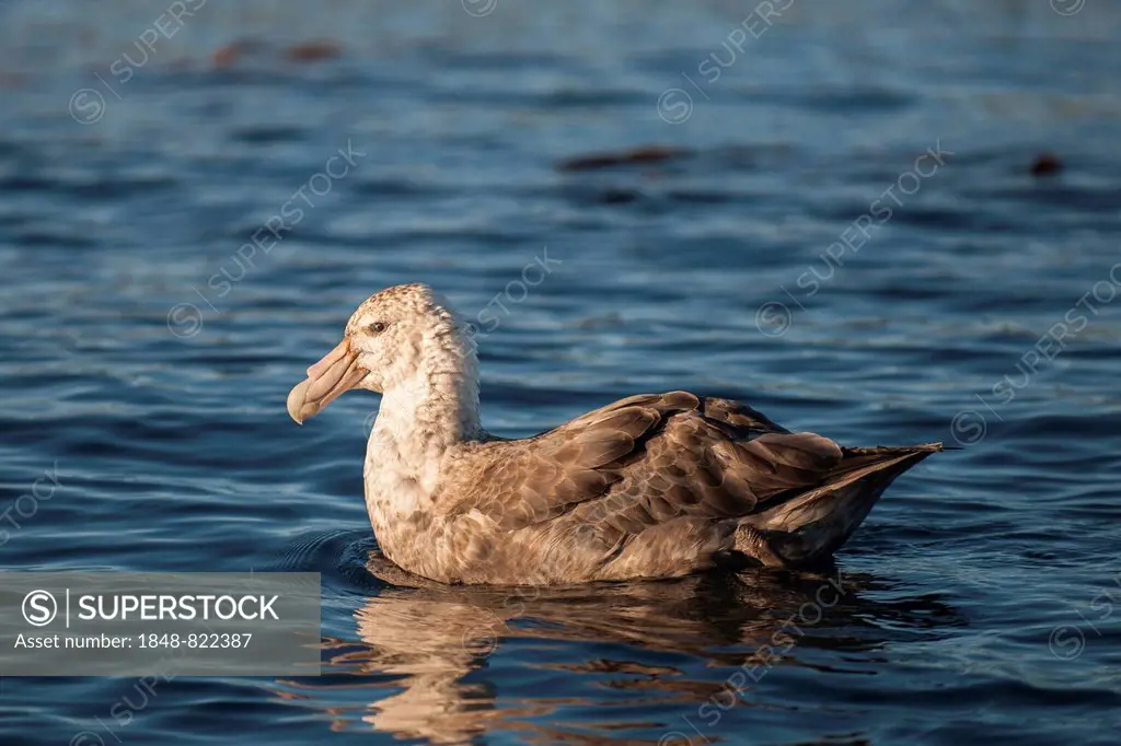 Southern Giant Petrel (Macronectes giganteus), Gold Harbour, South Georgia and the South Sandwich Islands, United Kingdom