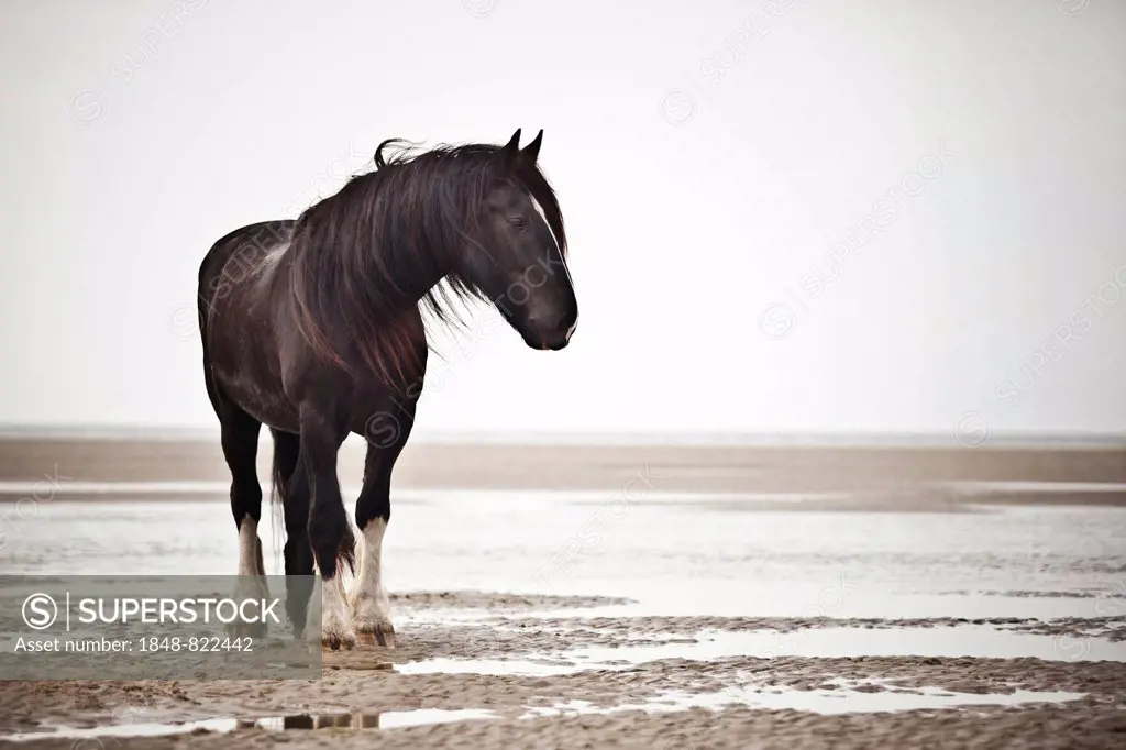 Shire Horse gelding, black with a blaze, roaming free on the beach, Borkum, Lower Saxony, Germany