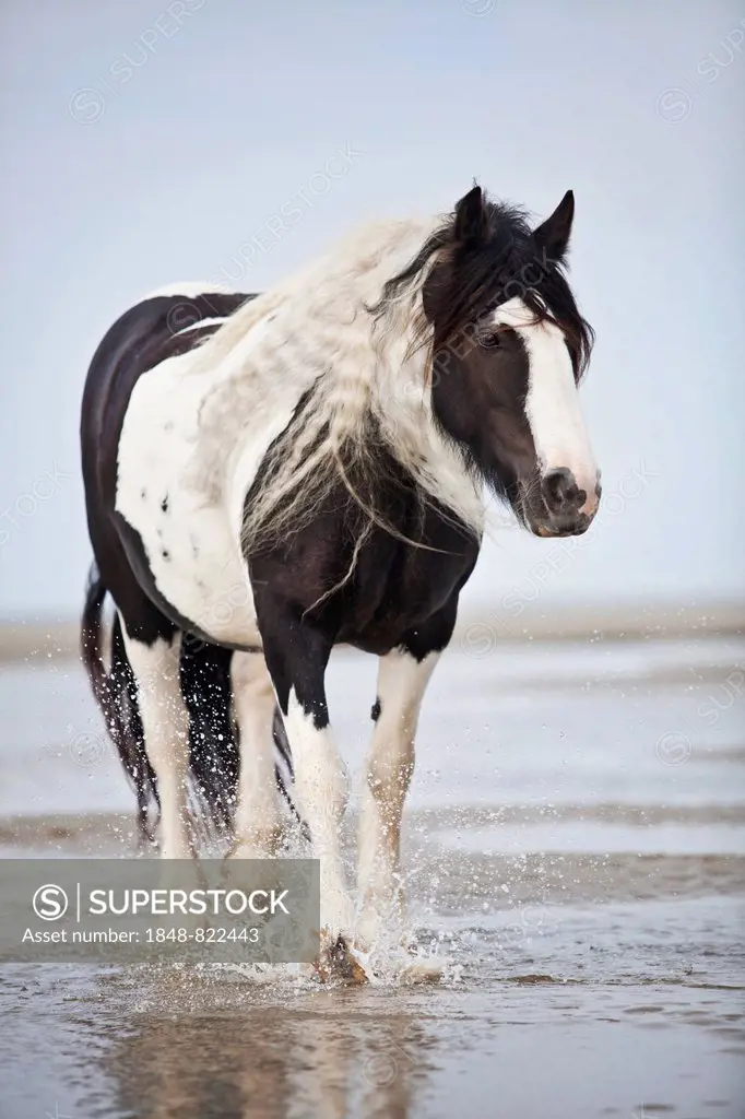 Tinker mare, black and white chequered, roaming free on the beach, Borkum, Lower Saxony, Germany
