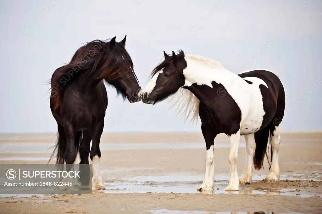 Tinker gelding, black, and a Shire Horse mare, black and white chequered, sniffing one another, at the beach, Borkum, Lower Saxony, Germany