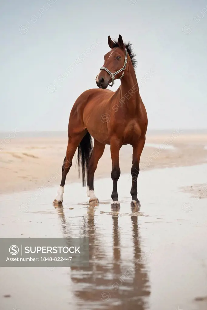 Hanoverian gelding, bay with a facial marking, standing on the beach of Borkum, Lower Saxony, Germany