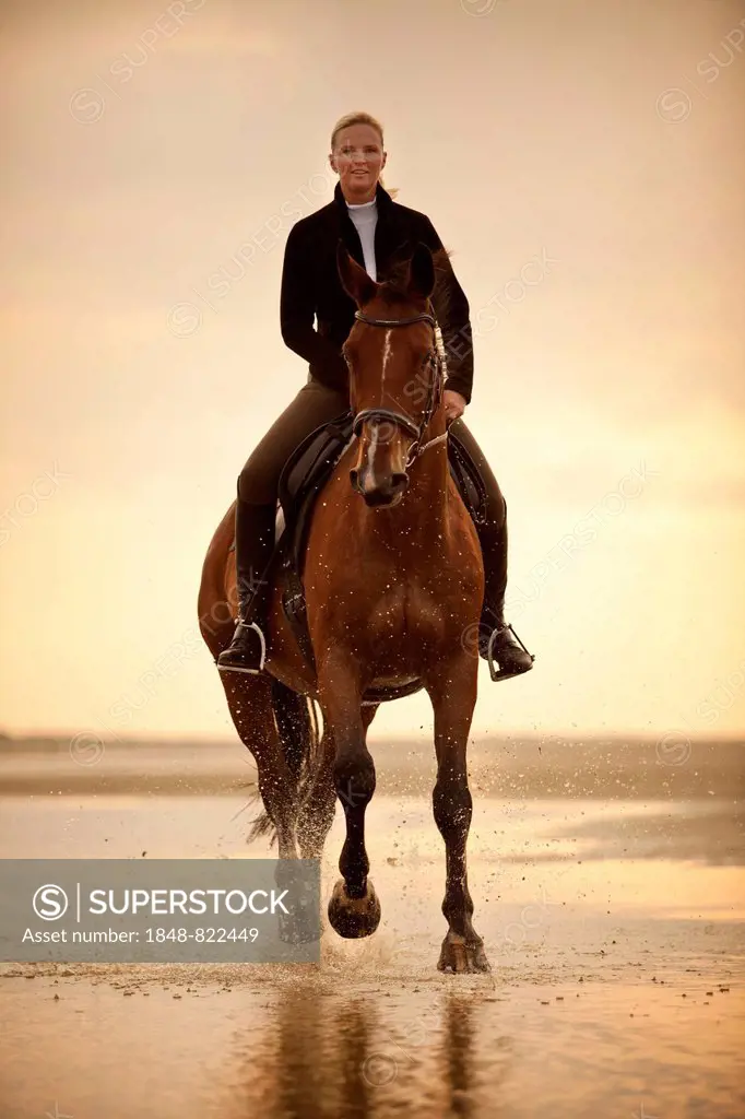 Woman riding on a Hanoverian gelding, wearing an English bridle, at a gallop, in the evening light, on the beach of Borkum, Lower Saxony, Germany