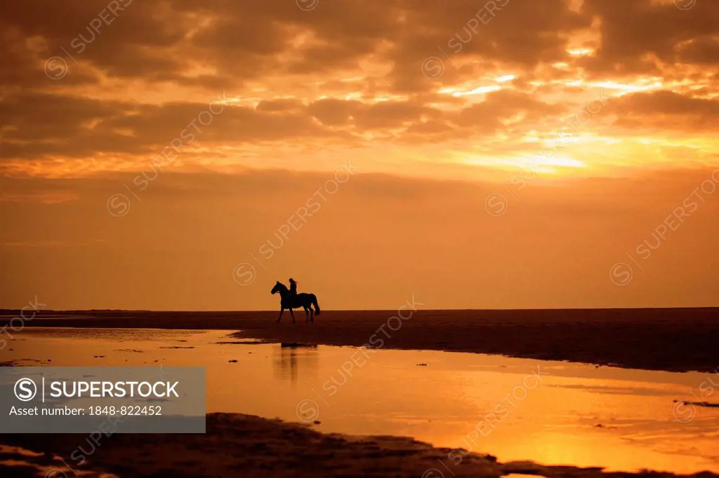Horserider at sunset on the beach of Borkum, Lower Saxony, Germany