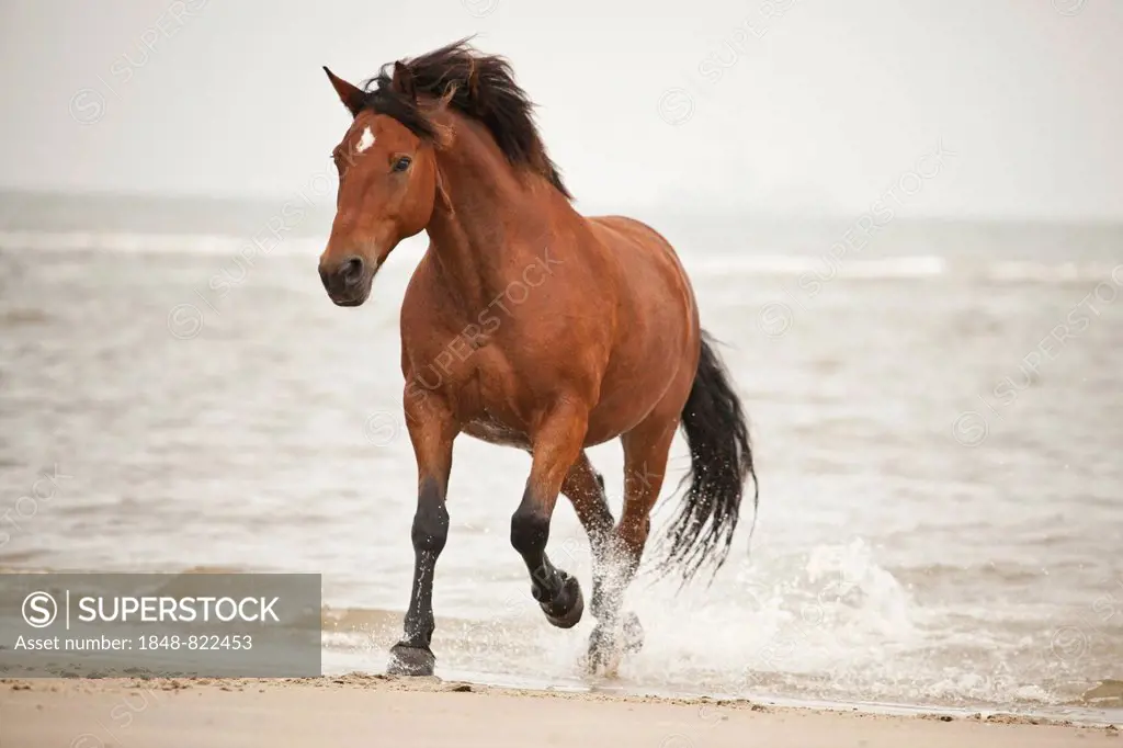 Andalusian half-breed gelding, brown with a facial marking, running at a trot while roaming free on the beach of Borkum, Lower Saxony, Germany