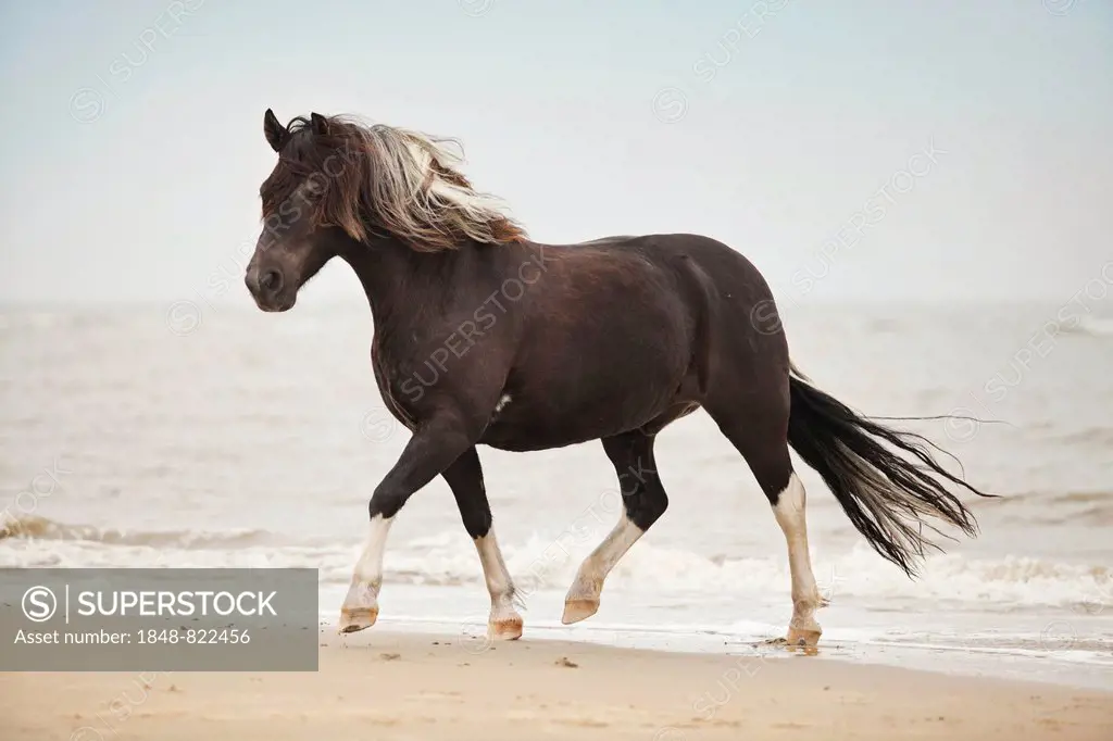 Lewitzer gelding, pony, running at a trot while roaming free on the beach of Borkum, Lower Saxony, Germany