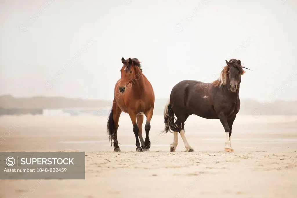 Two geldings, Andalusian half-breed and a Lewitzer pony, roaming free on the beach of Borkum, Lower Saxony, Germany