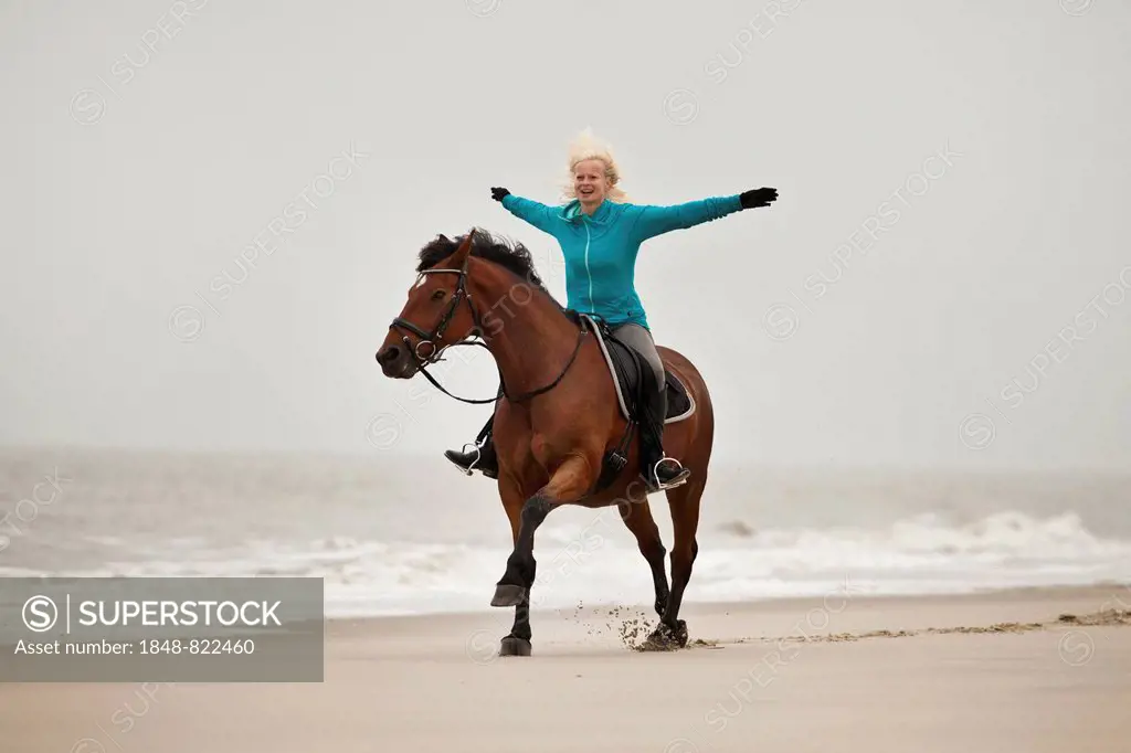 Woman riding freehand on an Andalusian half-breed gelding, wearing an English bridle, on the beach of Borkum, Lower Saxony, Germany