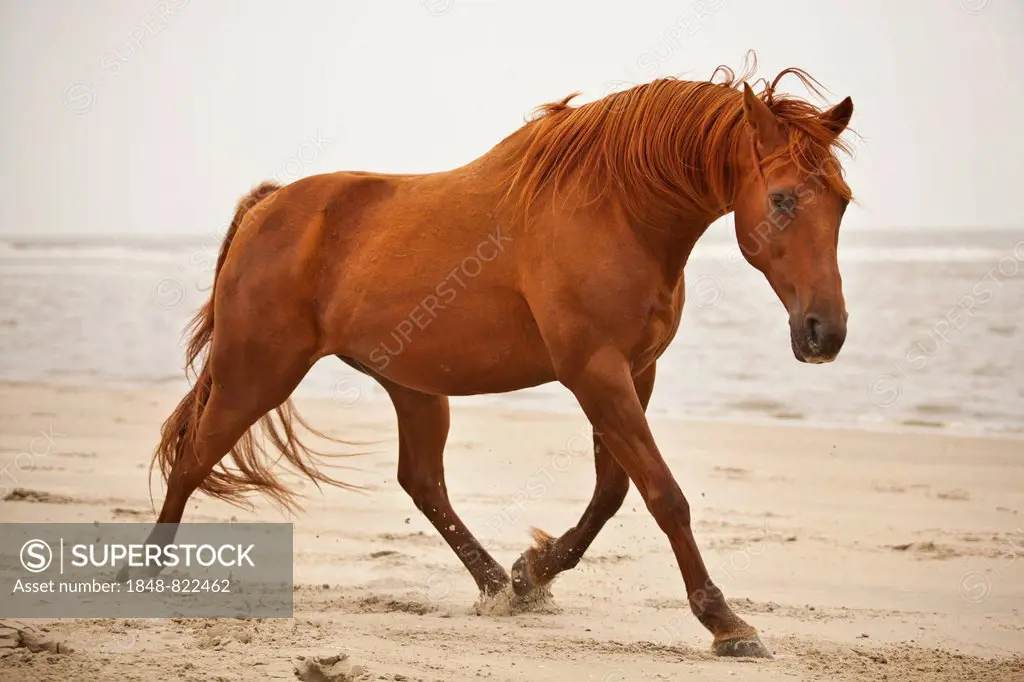 Trotter gelding, sorrel-coloured, roaming free on the beach of Borkum, Lower Saxony, Germany