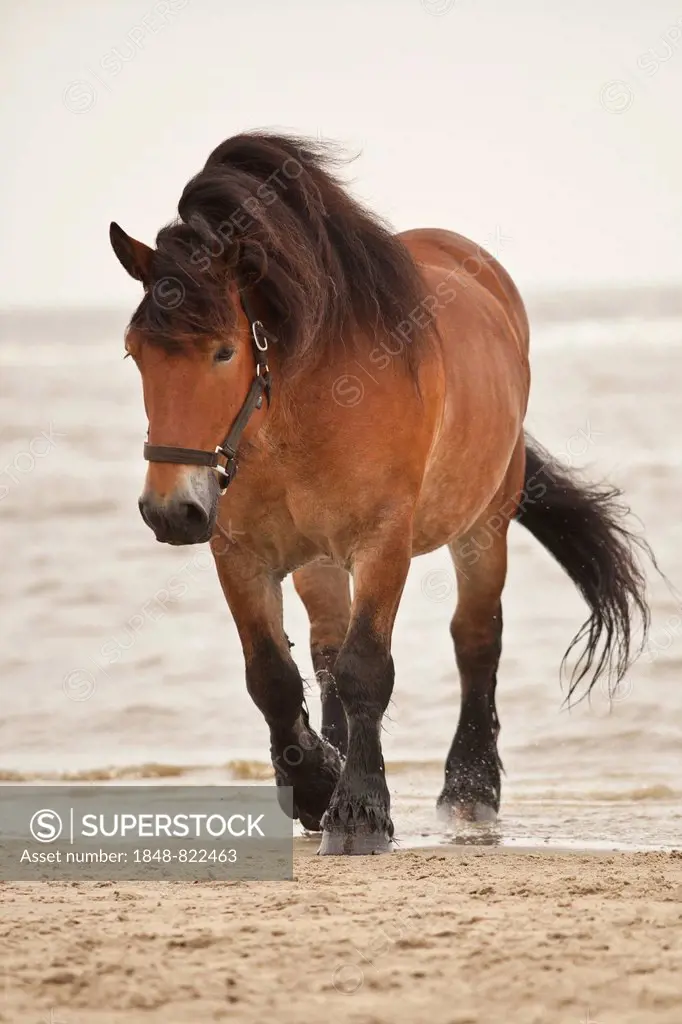 Belgian Draft Horse gelding, roaming free on the beach of Borkum, Lower Saxony, Germany