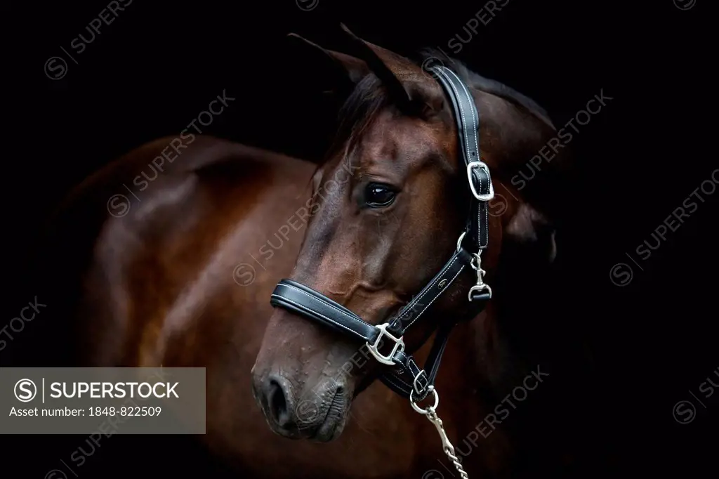 Brown trotter mare wearing a leather halter