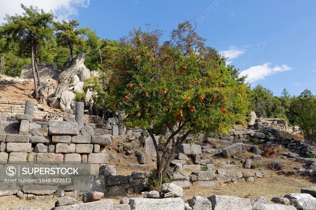 Pomegranate tree (Punica granatum), antique sanctuary of Labranda or Labraunda near Milas, Mugla Province, Caria, Aegean, Turkey