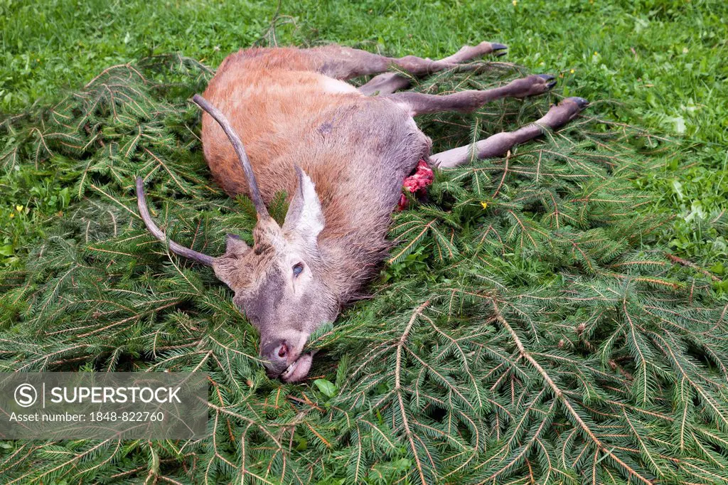 Young hunted down Red Deer (Cervus elaphus), Vulkan Eifel region, Rhineland-Palatinate, Germany
