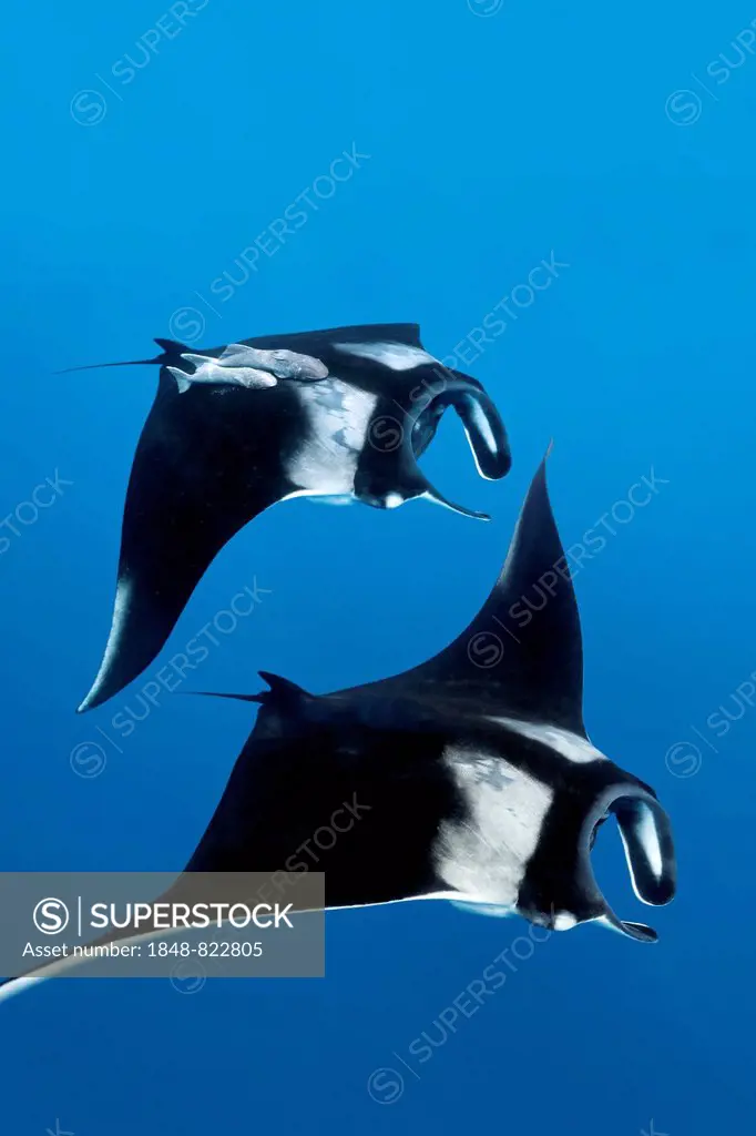 Two Reef manta rays (Manta alfredi), Cocos Island, Costa Rica, Pacific