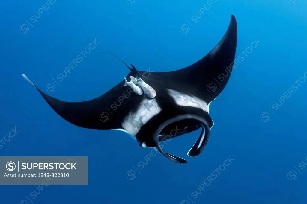 Reef manta ray (Manta alfredi), Cocos Island, Costa Rica, Pacific