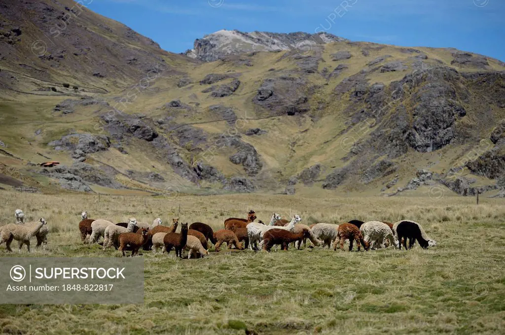 Llama herd on a high pasture in the Andes, Quispillaccta, Ayacucho, Peru