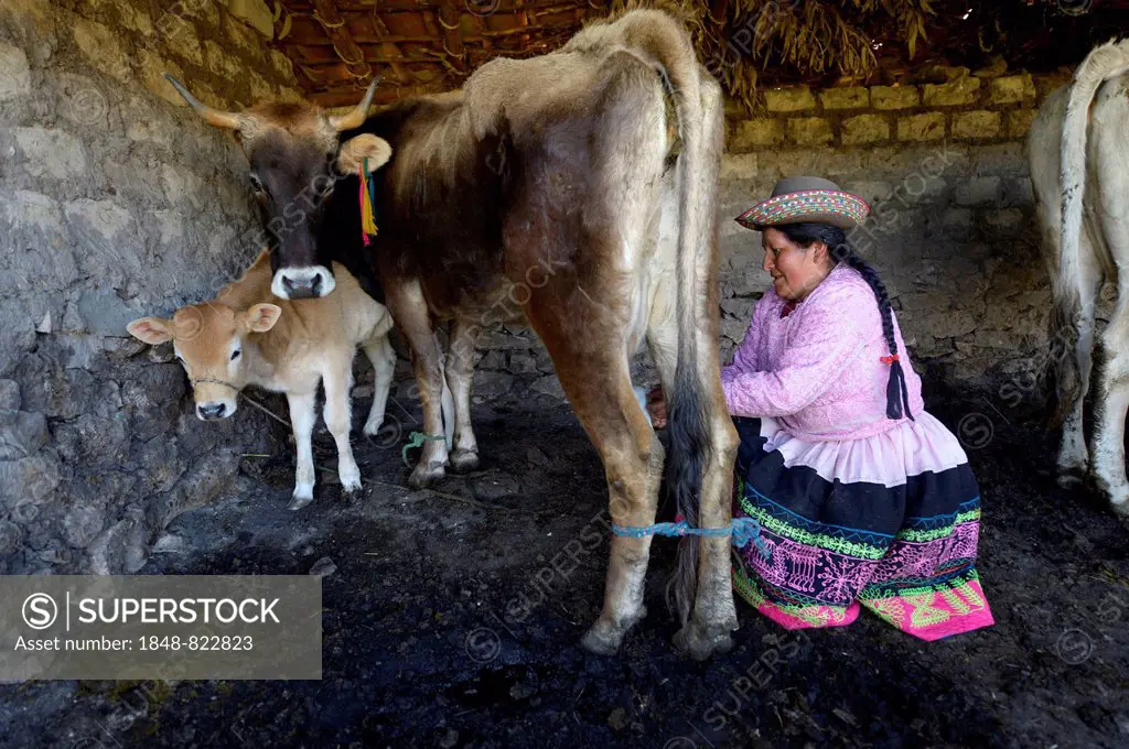 Farmer, 39 years, milking a cow, Union Potrero, Quispillaccta, Ayacucho, Peru