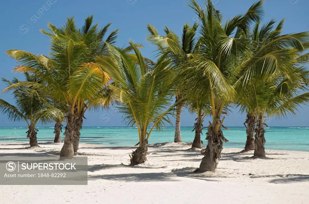Palm-lined beach with white sand and Coconut Palm Trees (Cocos nucifera), Punta Cana, Dominican Republic, Central America