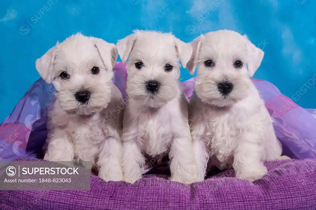 Three white Miniature Schnauzer puppies