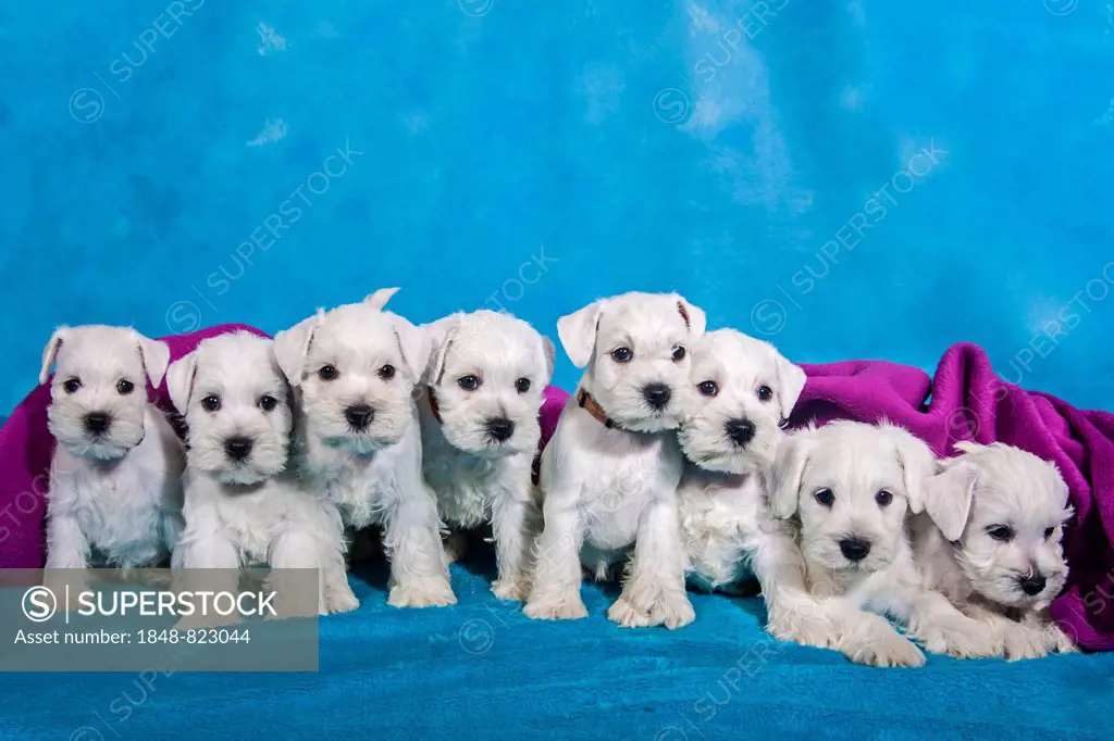 A litter of eight white Miniature Schnauzer puppies