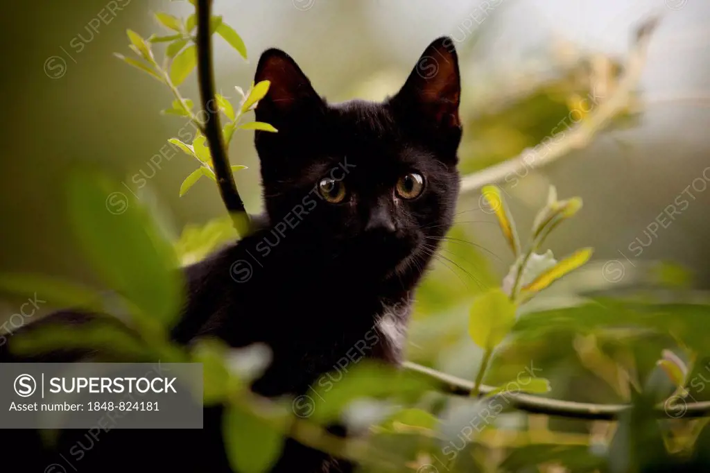 European domestic cat, kitten, black, about 3 months, sitting between branches