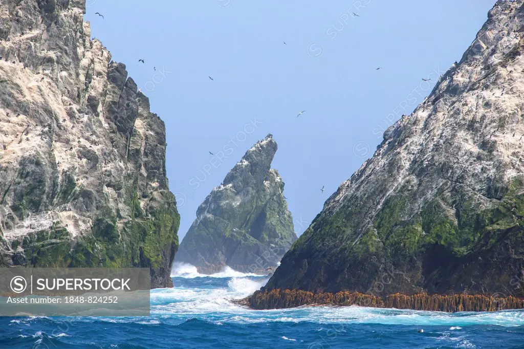 The Shag Rocks, group of islands in the South Atlantic Ocean, South Georgia and the South Sandwich Islands, United Kingdom