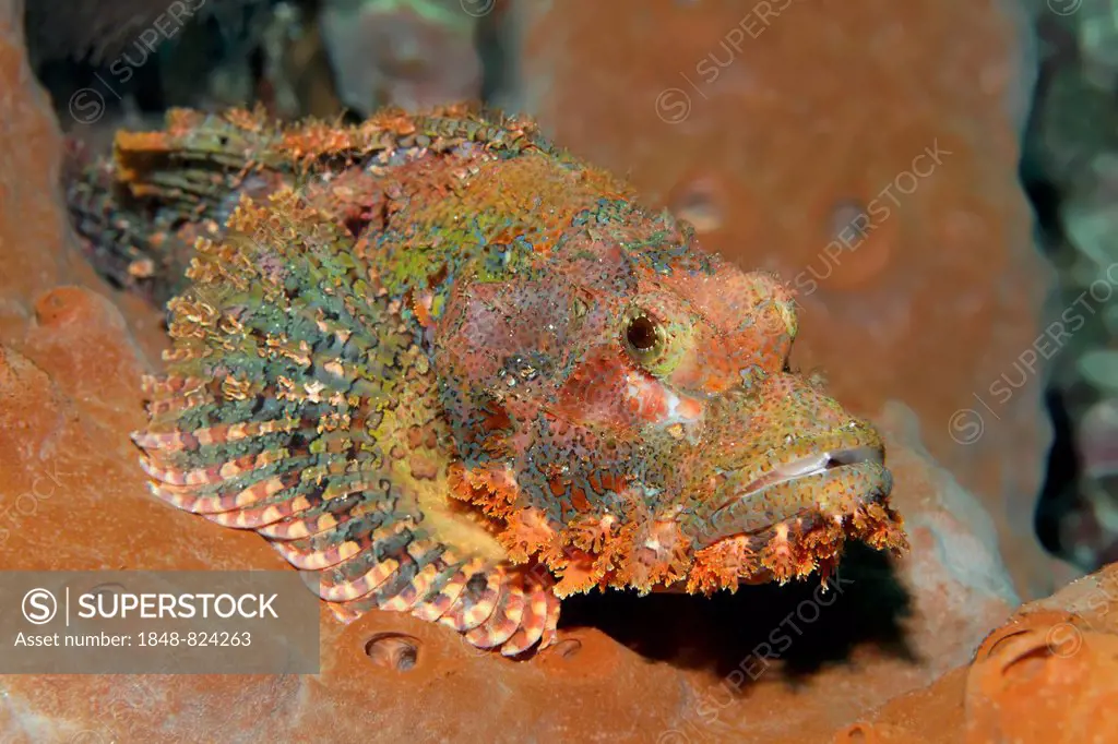Tassled Scorpionfish (Scorpaenopsis oxycephala) resting on a sponge, UNESCO World Heritage Site, Great Barrier Reef, Australia, Pacific Ocean