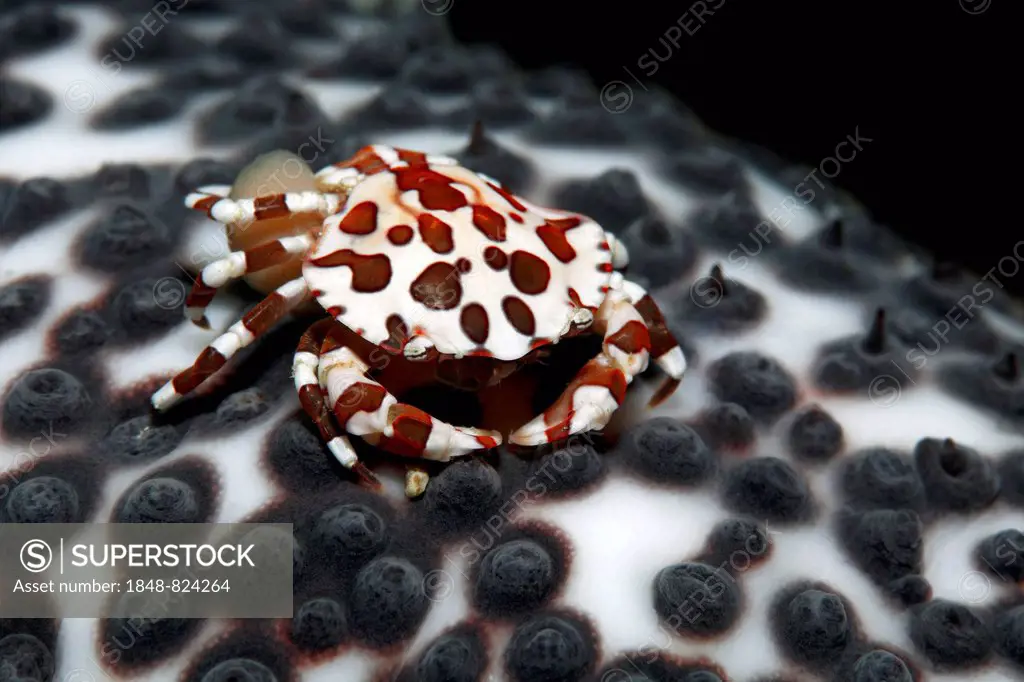Anemone Crab (Lissocarcinus laevis) carrying its eggs on the abdomen, living on Sea Cucumber (Holothuroidea), UNESCO World Heritage Site, Great Barrie...