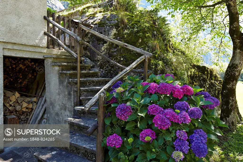 Hydrangea (Hydrangea) at a house, Sonogno, Ticino, Switzerland