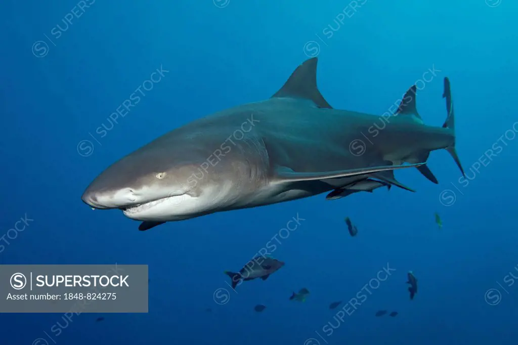 Sicklefin Lemon Shark (Negaprion acutidens), UNESCO World Heritage Site, Great Barrier Reef, Australia, Pacific Ocean