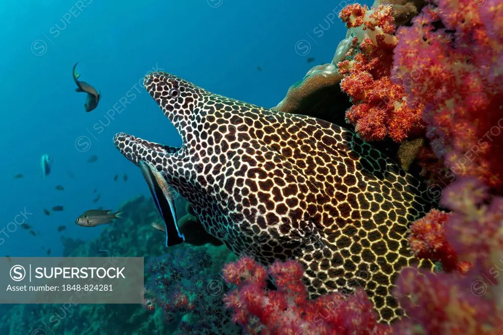 Honeycomb Moray (Gymnothorax favagineus), with open jaws, in a hole in the coral reef, soft corals, is cleaned by a Bluestreak Cleaner Wrasse (Labroid...