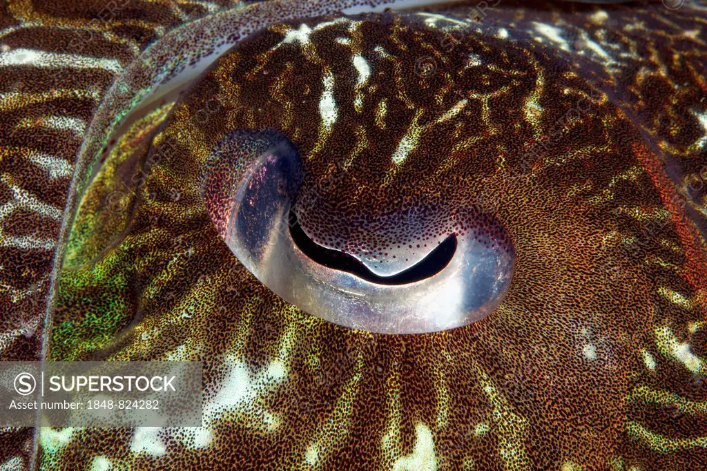 Eye of a Broadclub Cuttlefish (Sepia latimanus), UNESCO World Heritage Site, Great Barrier Reef, Australia, Pacific Ocean