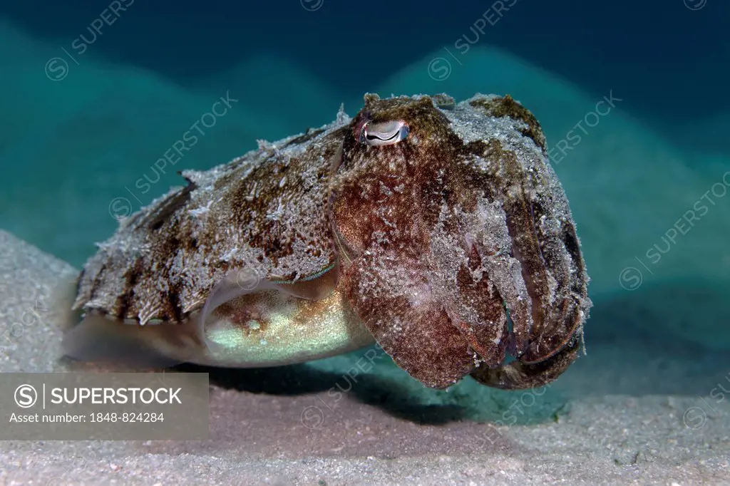 Young Broadclub Cuttlefish (Sepia latimanus), on the sandy sea floor, UNESCO World Heritage Site, Great Barrier Reef, Australia, Pacific Ocean