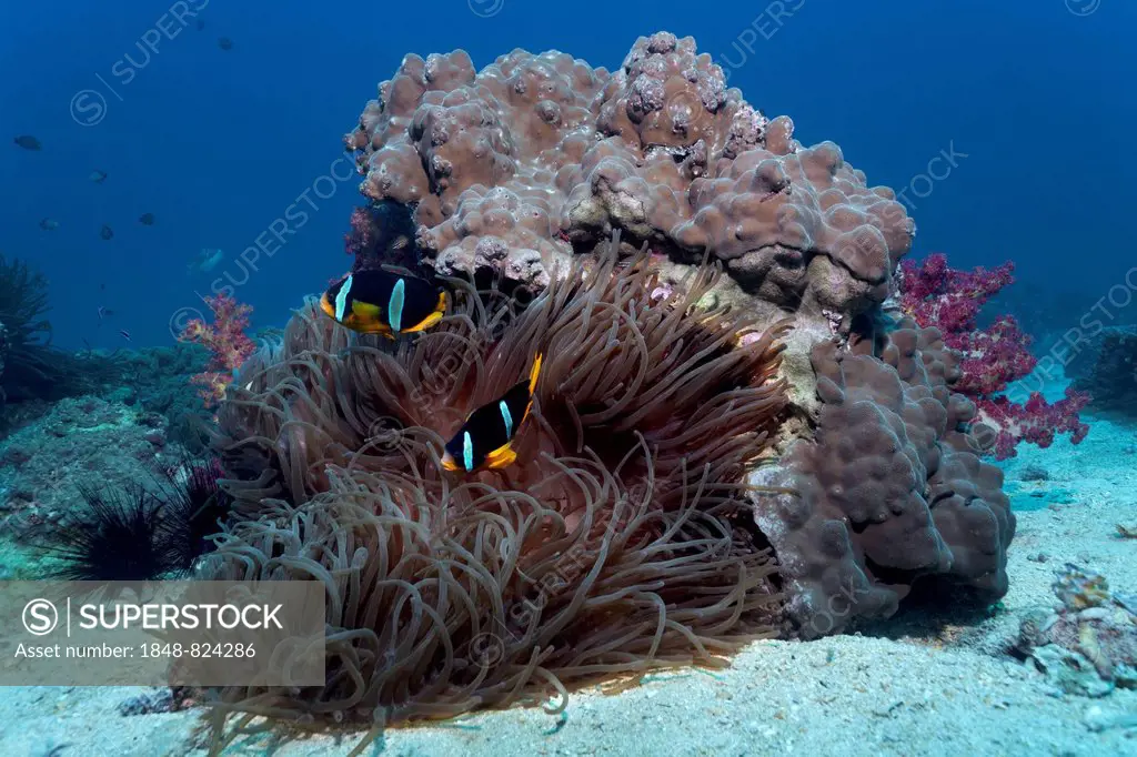 Coral block with Stone Corals. Sebae Anemone (Heteractis crispa), Clark's Anemonefish (Amphiprion clarkii), UNESCO World Heritage Site, Great Barrier ...