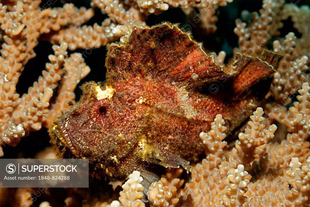 Leaf Scorpionfish (Taenianotus triacanthus) hiding camouflaged in Agropora Coral (Agropora sp.), UNESCO World Heritage Site, Great Barrier Reef, Austr...